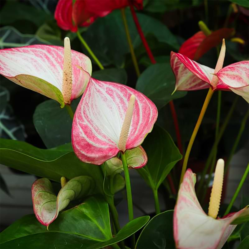Brown leaves on anthuriums are a cause for concern, but don't worry - with some expert guidance, your plant can bounce back in no time!