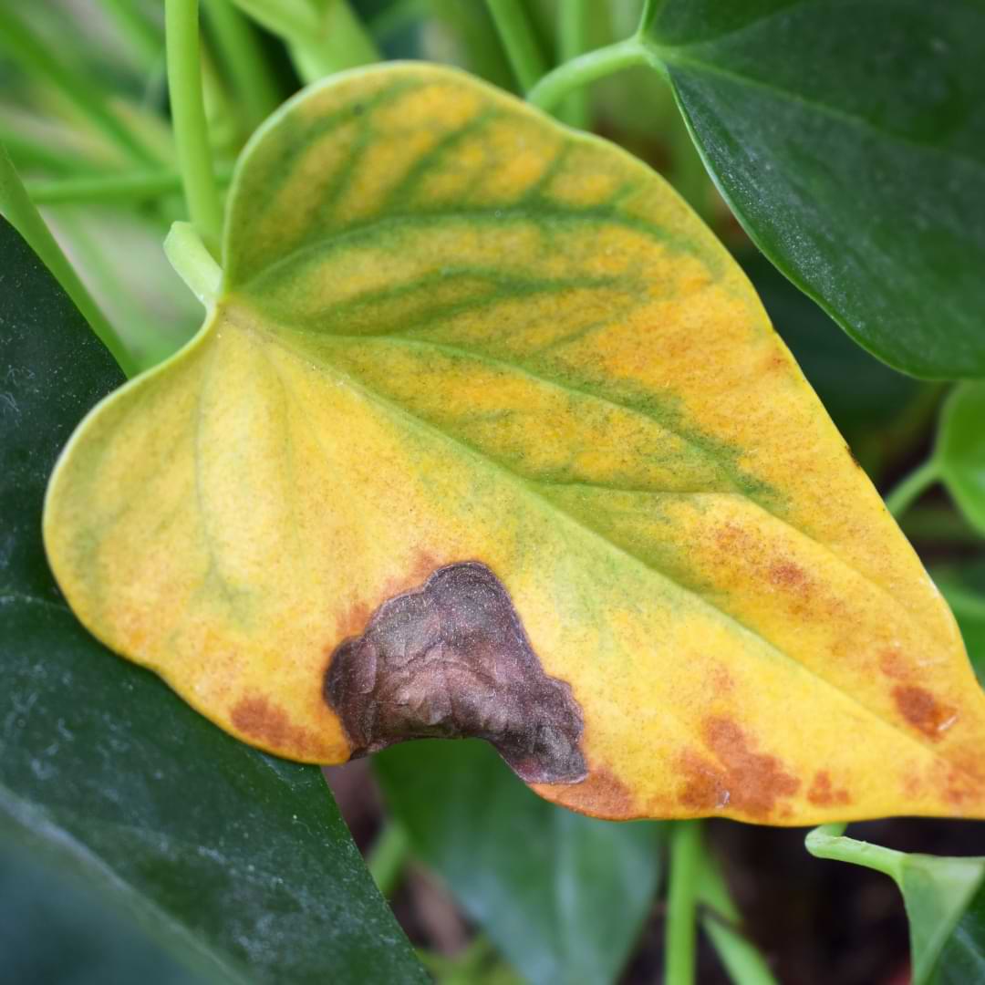 Brown leaves on anthuriums are a cause for concern, but don't worry - with some expert guidance, your plant can bounce back in no time!