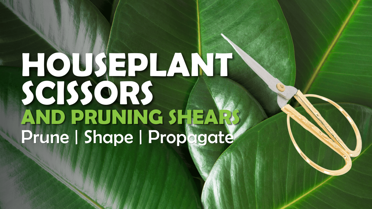 Pruning arrowhead plants pruning shears