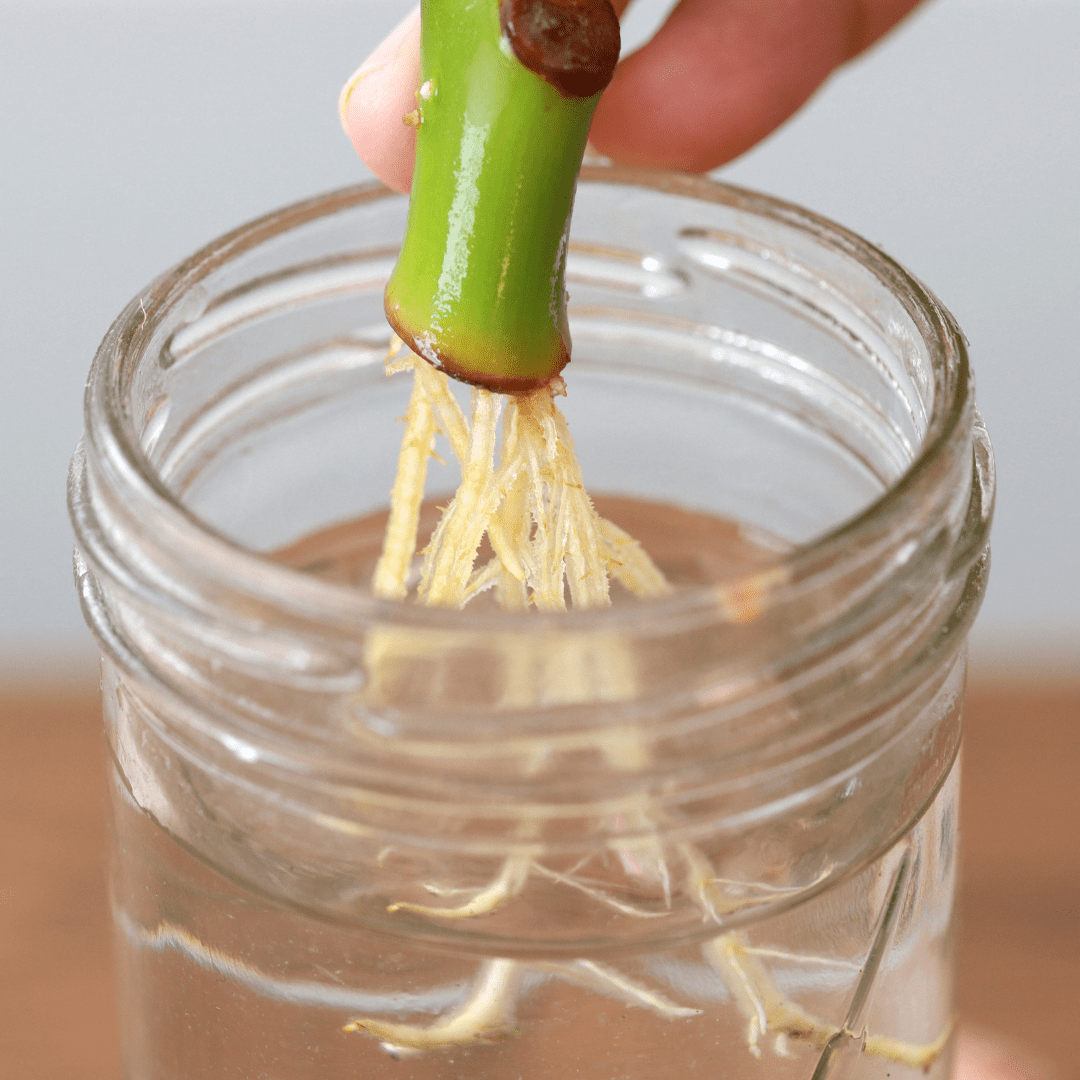 Can you grow Arrowhead plants in water? Join us as we uncover the benefits, drawbacks, and secrets behind this intriguing method.