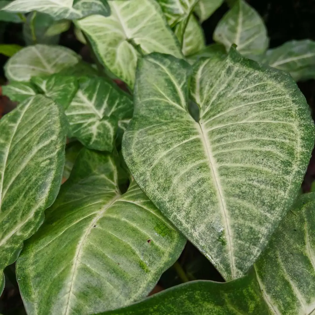 What is the best way to propagate an Arrowhead plant? Read our guide for to make the process easy and guarantee stunning results.