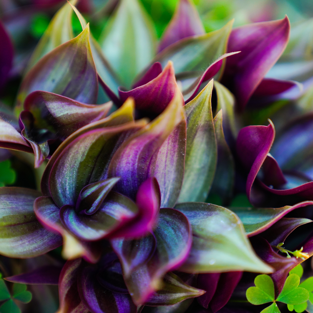 Why is my wandering Jew dying? Learn about common causes and expert solutions with our handy houseplant resource guide.