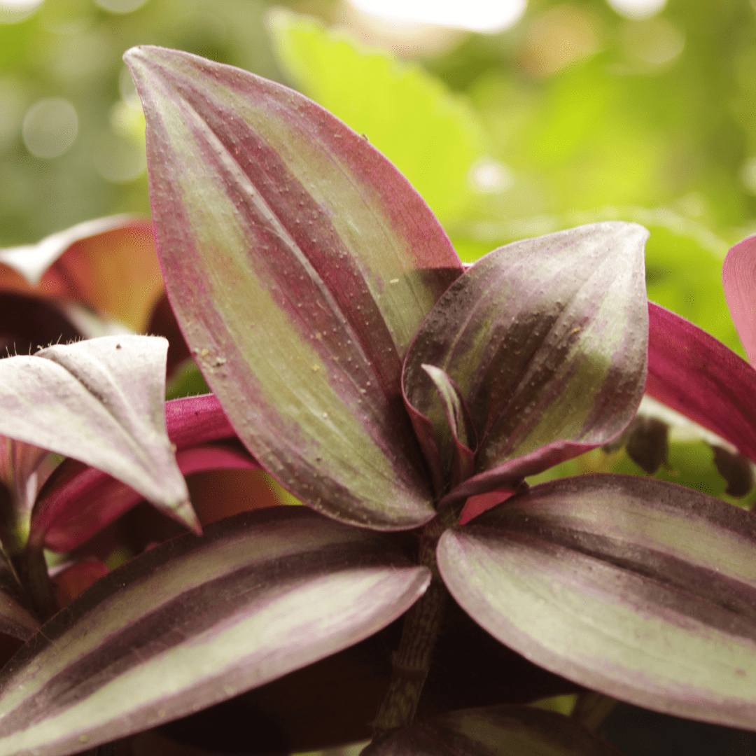 Why is my wandering Jew dying? Learn about common causes and expert solutions with our handy houseplant resource guide.