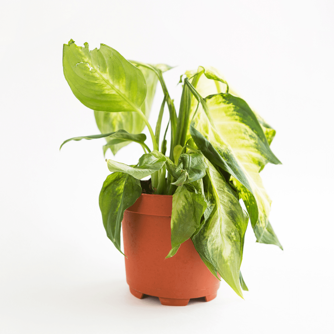 Frustrated by the yellowing in your houseplant? Read our detailed guide on Dieffenbachia yellow leaves for the best solutions to its common causes.