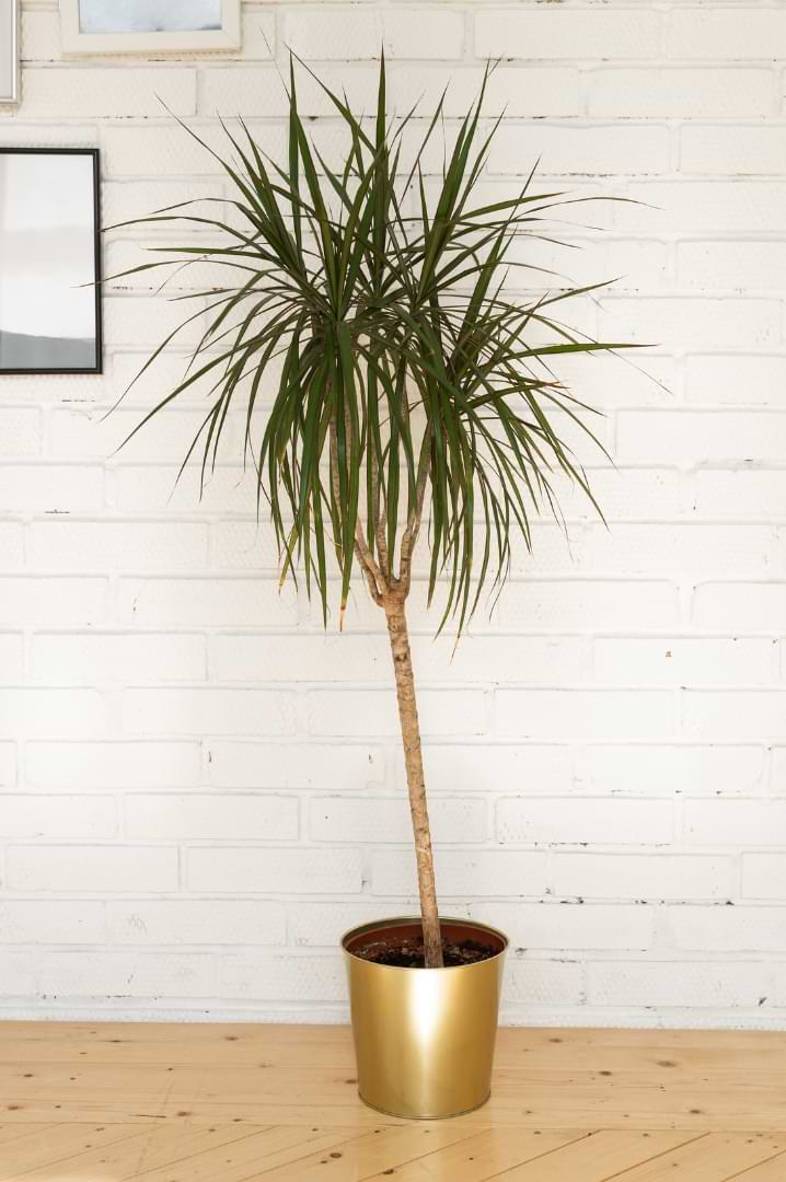 Dracaena Marginata design ideas for your kitchen, office or living room, Create a trendy look with modern decor, vintage charm, or coastal vibes.