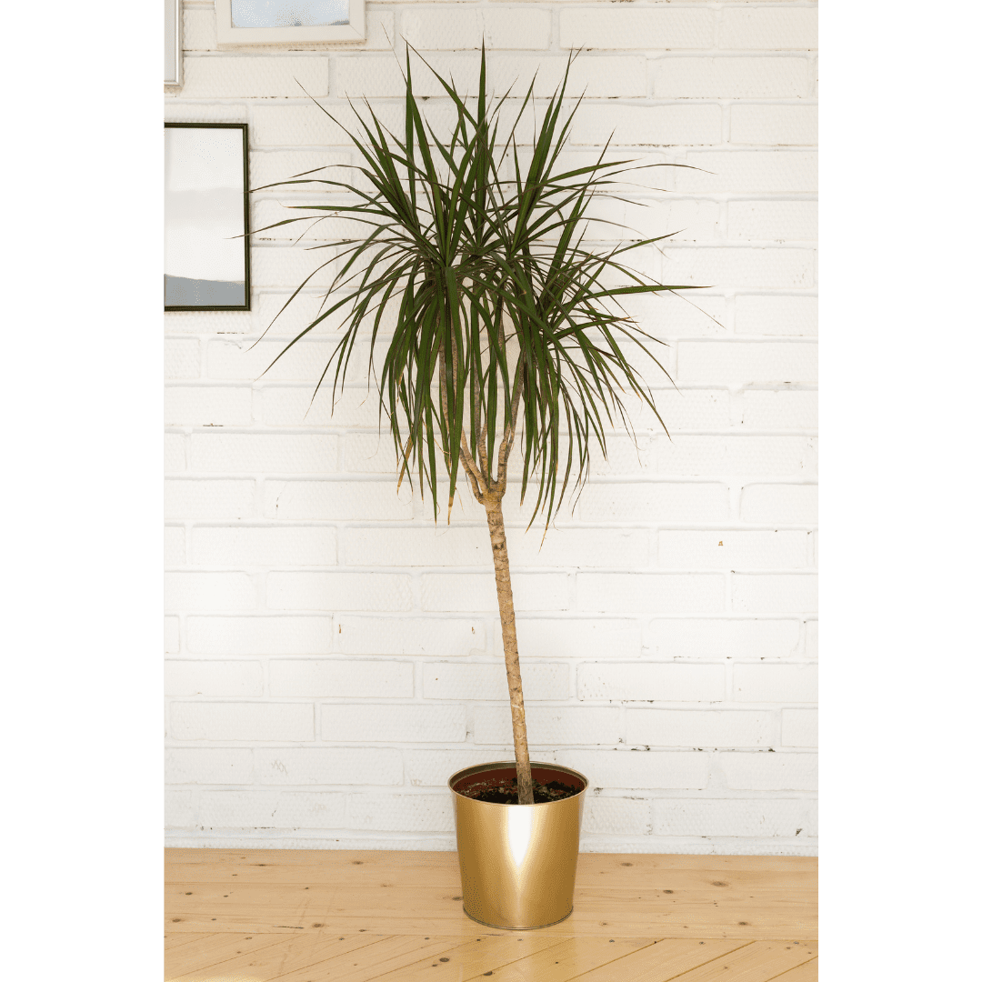 Dracaena Marginata design ideas for your kitchen, office or living room, Create a trendy look with modern decor, vintage charm, or coastal vibes.