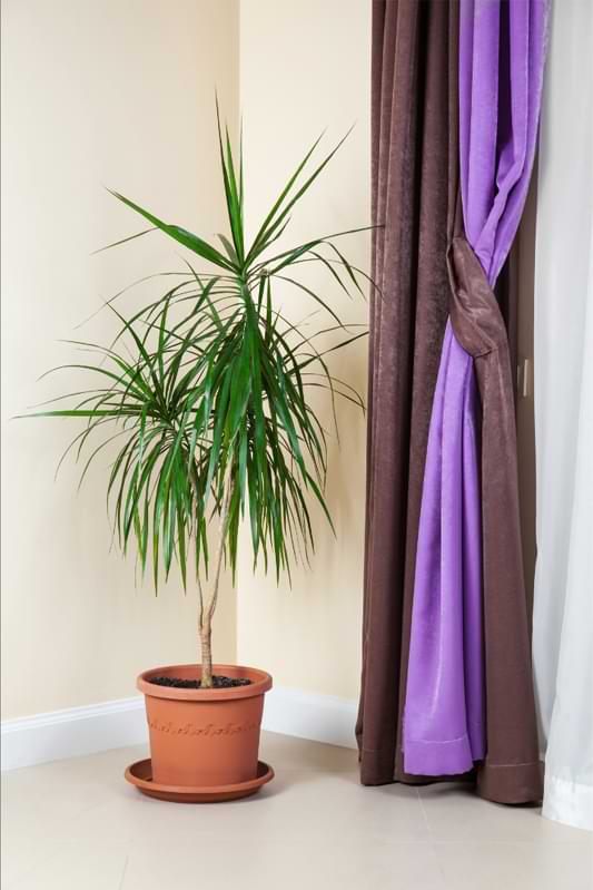 A Dracaena Marginata in a rustic clay pot next to a purple curtain shows the best practice for indoor plant interior design.