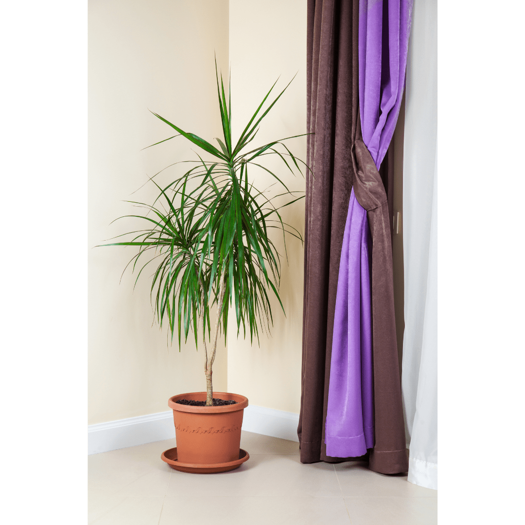 A Dracaena Marginata in a rustic clay pot next to a purple curtain shows the best practice for indoor plant interior design.