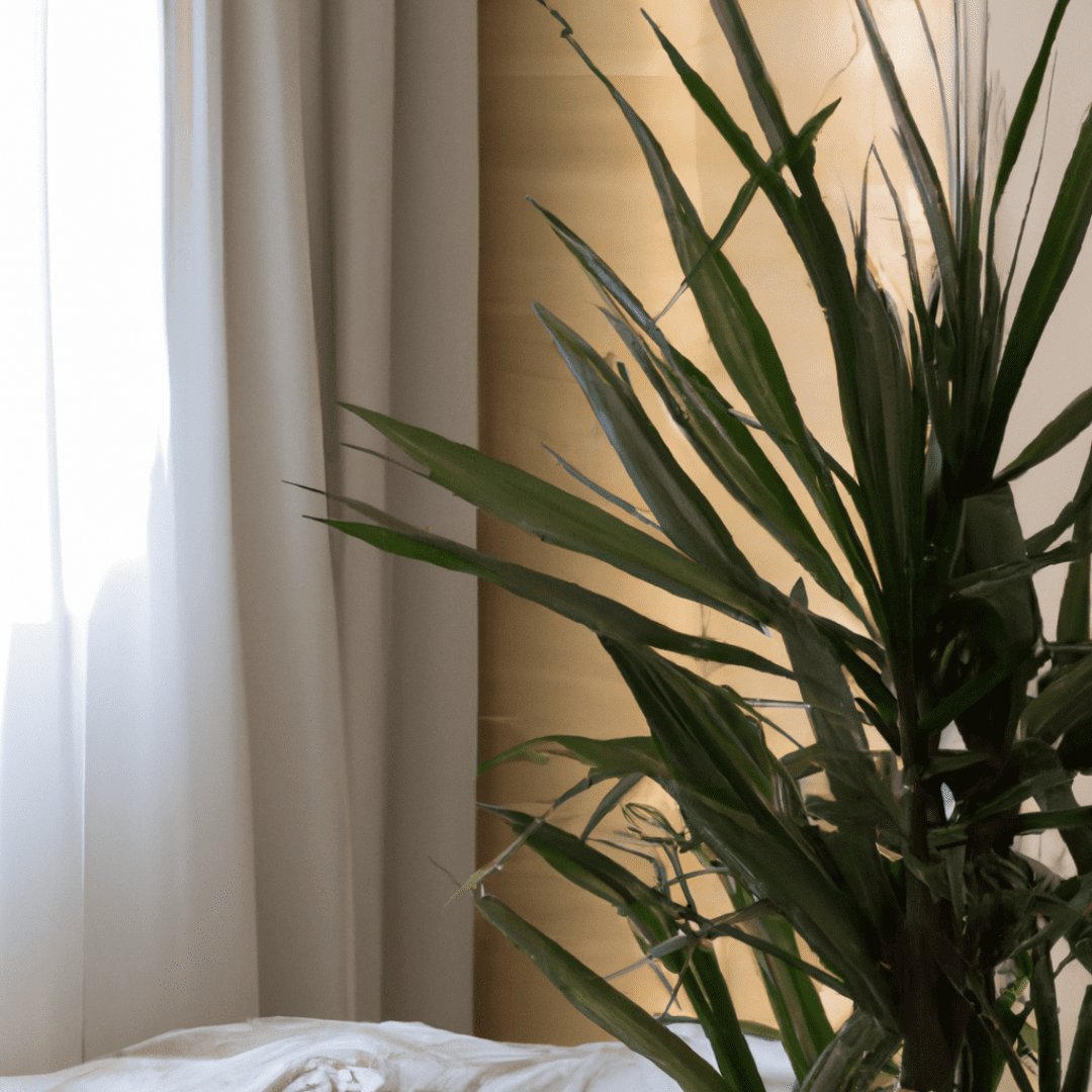 A large Dracaena Marginata with long leaves adorning a window sill, infusing serenity into the interior design.