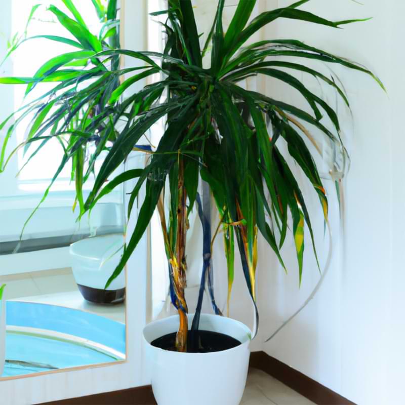 Interior design trends with Dracaena Marginata in white pot, adding vibrant color to the room corner, reflected in a mirror.