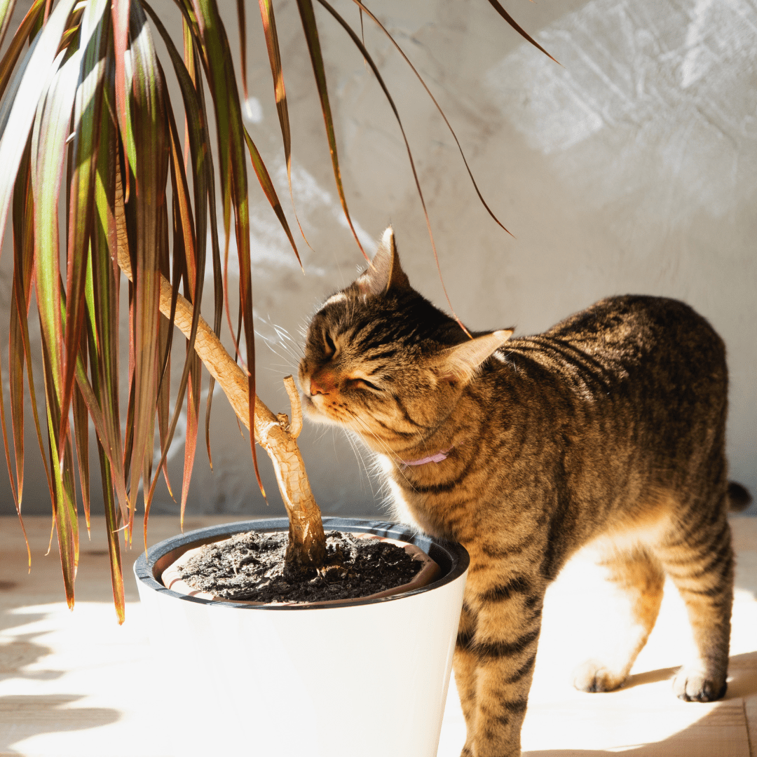 A cat sniffing the Dracaena Marginata. The cat is looking up at the branch and is curious about it.