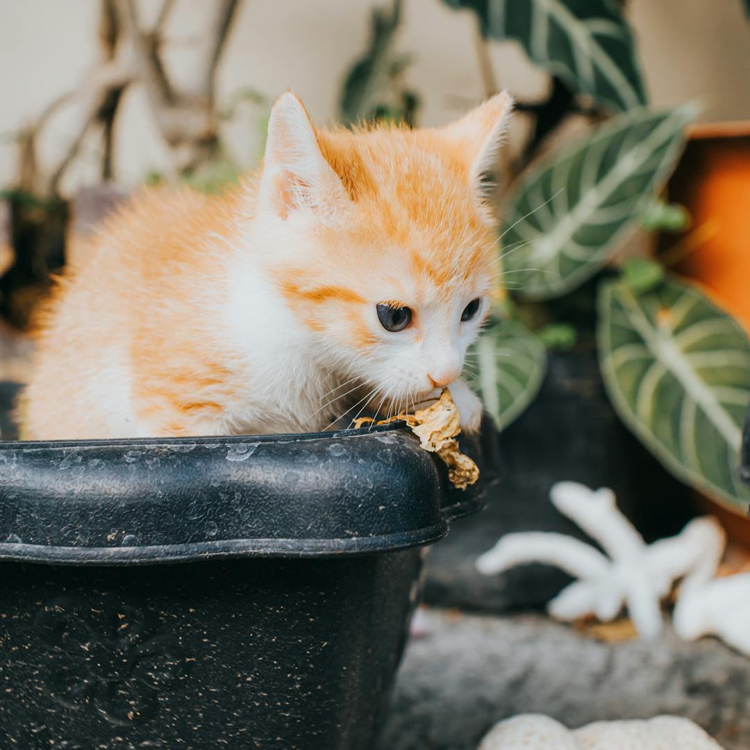 A kitten eating something in a black pot surrounded by non-toxic plants for pets with no Dracaena Marginata in sight.