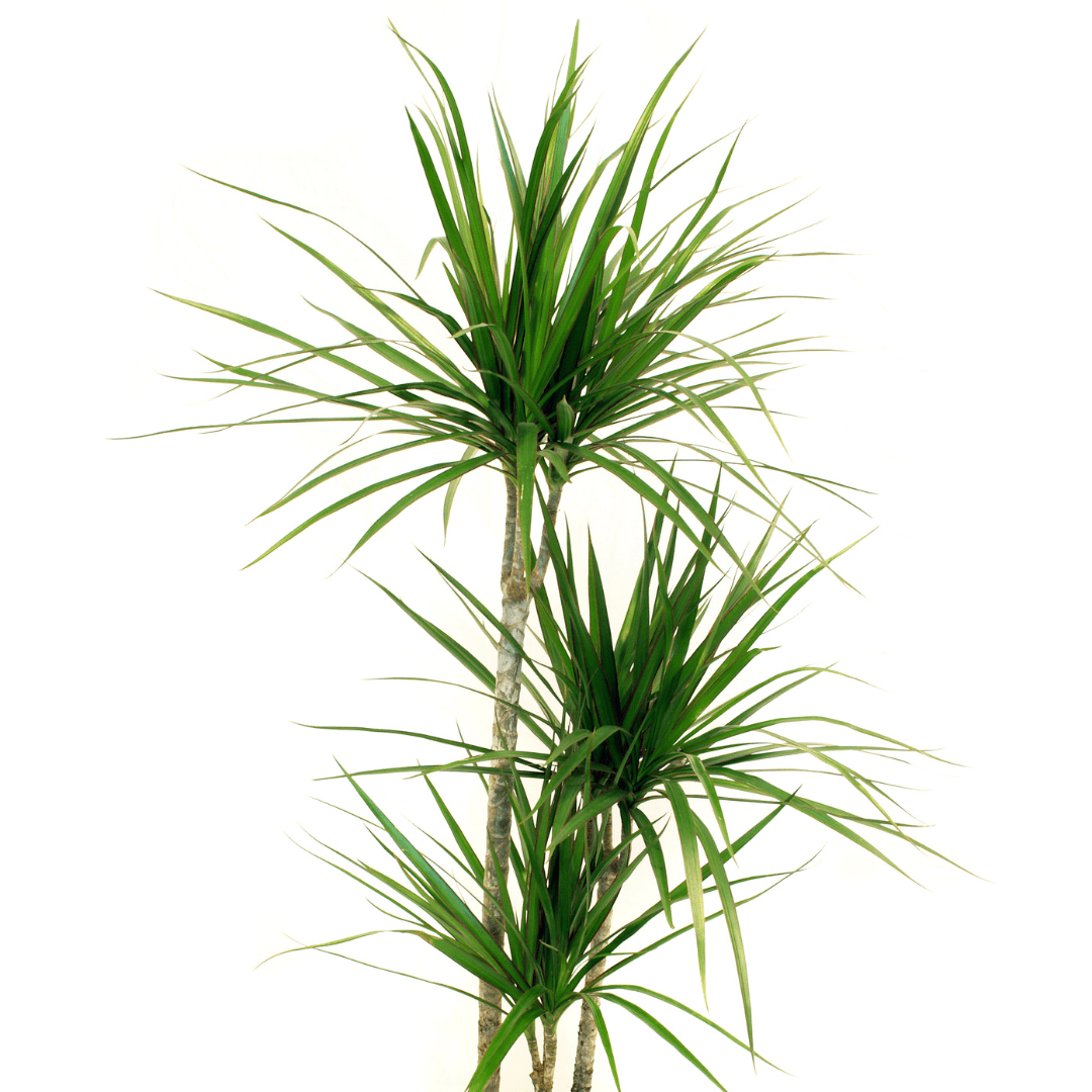 Curious about Dracaena Marginata care and pet safety? Read our comprehensive guide and discover how to grow these plants safely.