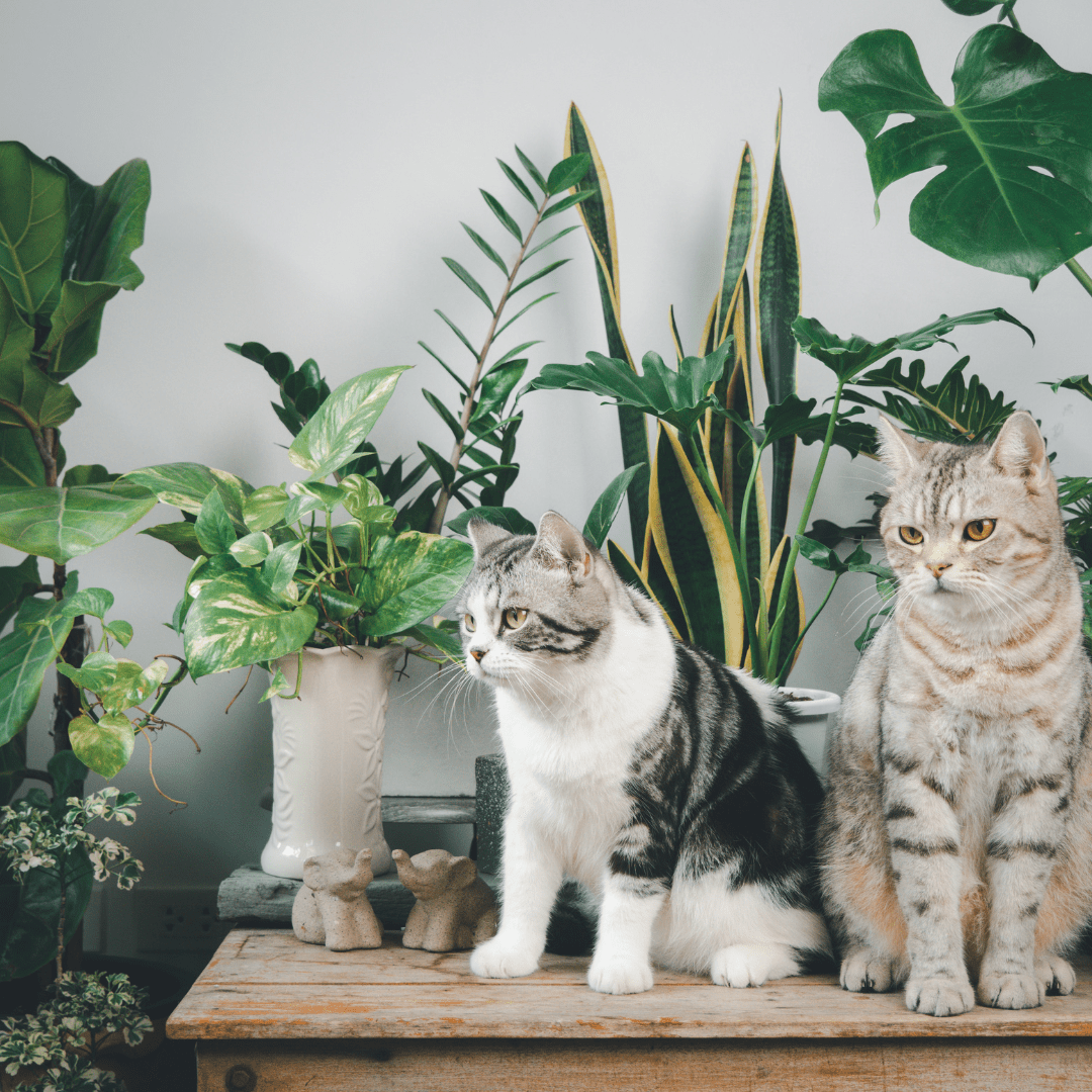 Curious about Dracaena Marginata care and pet safety? Read our comprehensive guide and discover how to grow these plants safely.