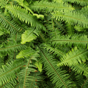 Kimberley Queen Fern Add a touch of the rainforest to your home with beautiful ferns. Discover the best ferns for your home and how to care for them.