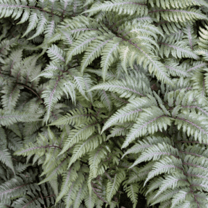 Add a touch of the rainforest to your home with beautiful ferns. Discover the best ferns for your home and how to care for them.