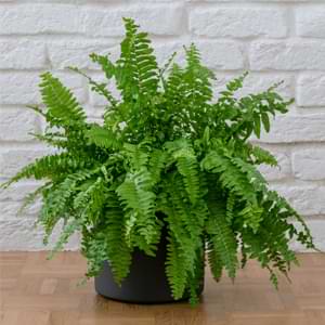 Add a touch of the rainforest to your home with beautiful ferns. Discover the best ferns for your home and how to care for them.