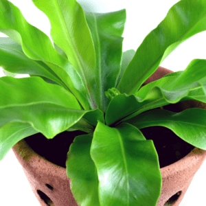 Bird's Nest Fern Add a touch of the rainforest to your home with beautiful ferns. Discover the best ferns for your home and how to care for them.