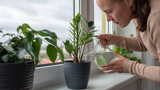 With a few simple adjustments, you can keep your plants happy and your home looking lively. Read about troubleshooting houseplant care tips.