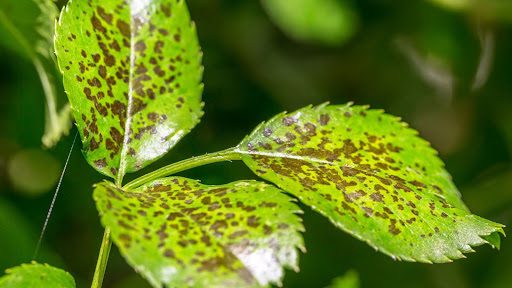 With a few simple adjustments, you can keep your plants happy and your home looking lively. Read about troubleshooting houseplant care tips.