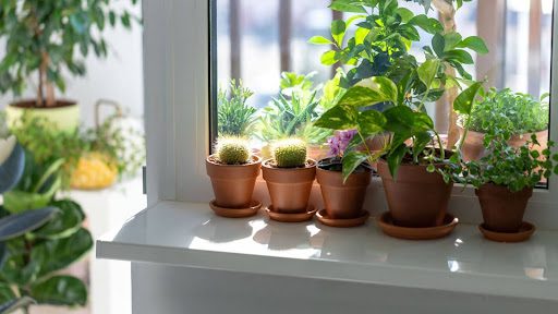 With a few simple adjustments, you can keep your plants happy and your home looking lively. Read about troubleshooting houseplant care tips.