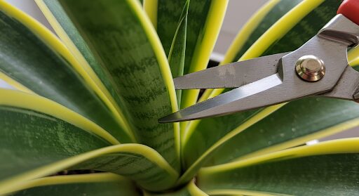 We'll explore everything you need to know about Mother in Law's Tongue plant care, from lighting and watering to pruning and propagation.