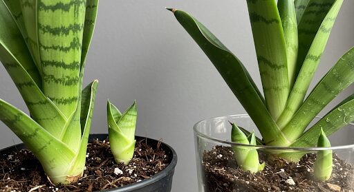 We'll explore everything you need to know about Mother in Law's Tongue plant care, from lighting and watering to pruning and propagation.