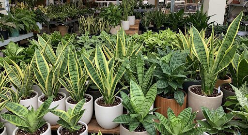 We'll explore everything you need to know about Mother in Law's Tongue plant care, from lighting and watering to pruning and propagation.
