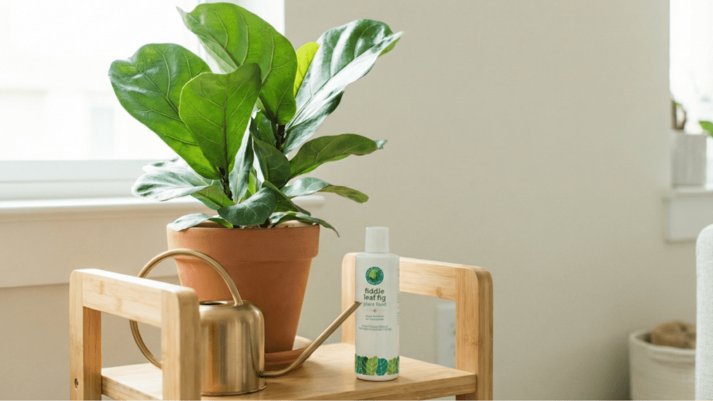 Fiddle Leaf Fig Plant